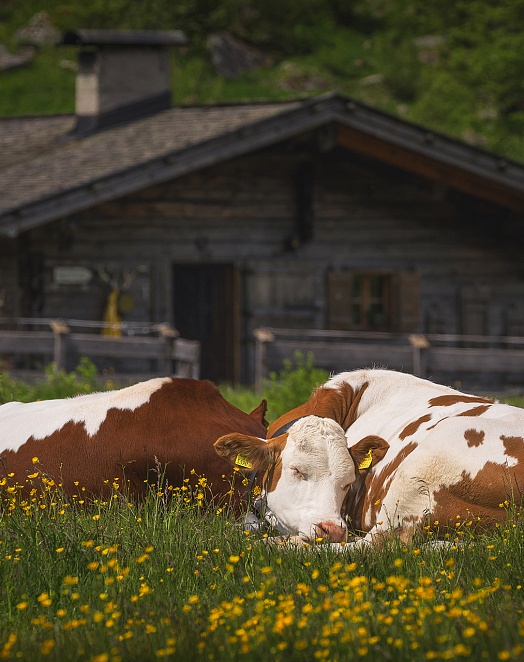 Daily livestock care